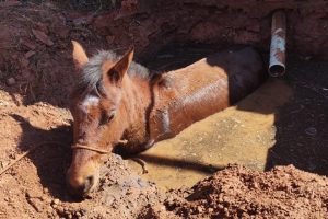 Em Anápolis, bombeiros resgatam cavalo que caiu em fossa