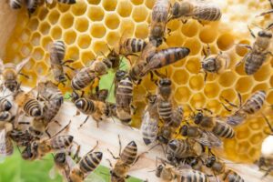 Cientistas treinam abelhas para fazer teste rápido de Covid-19