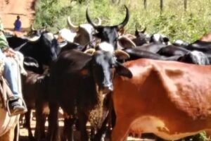 Polícia recupera 55 cabeças de gado furtadas em Pirenópolis