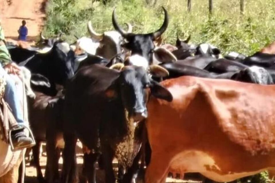Polícia recupera 55 cabeças de gado furtadas em Pirenópolis