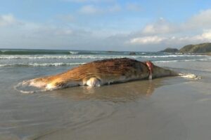 Baleias jubarte são encontradas mortas em praias de SP e PR no mesmo dia - Duas baleias jubarte foram encontradas mortas em praias dos litorais de São Paulo e Paraná nesta terça (18). Um dos casos aconteceu em