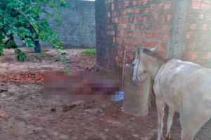 Homem tenta estuprar mula, leva coice e morre no MA