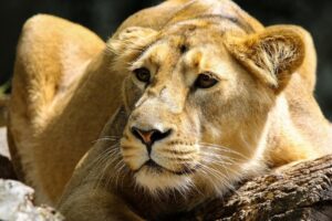 Famintos, leões atacam turistas em Namíbia, na África