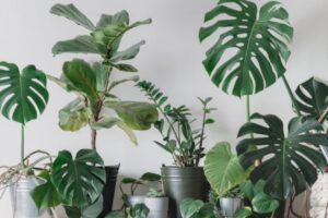 Plantas dentro de casa: confira 10 espécies para cultivar