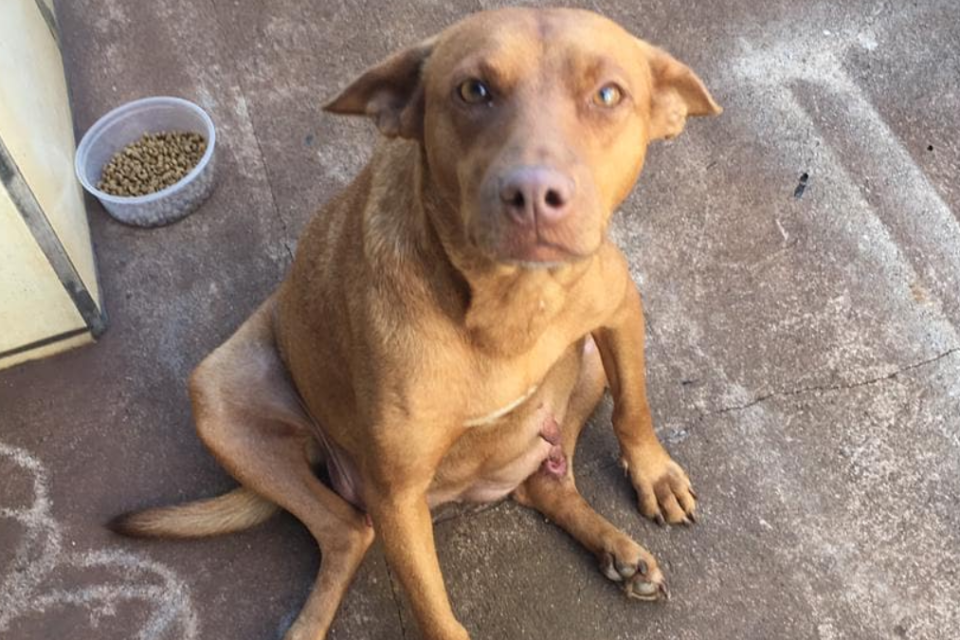 Homem confessou crime de zoofilia contra cadela prenha, em Rio Verde (Foto: Divulgação/PC)