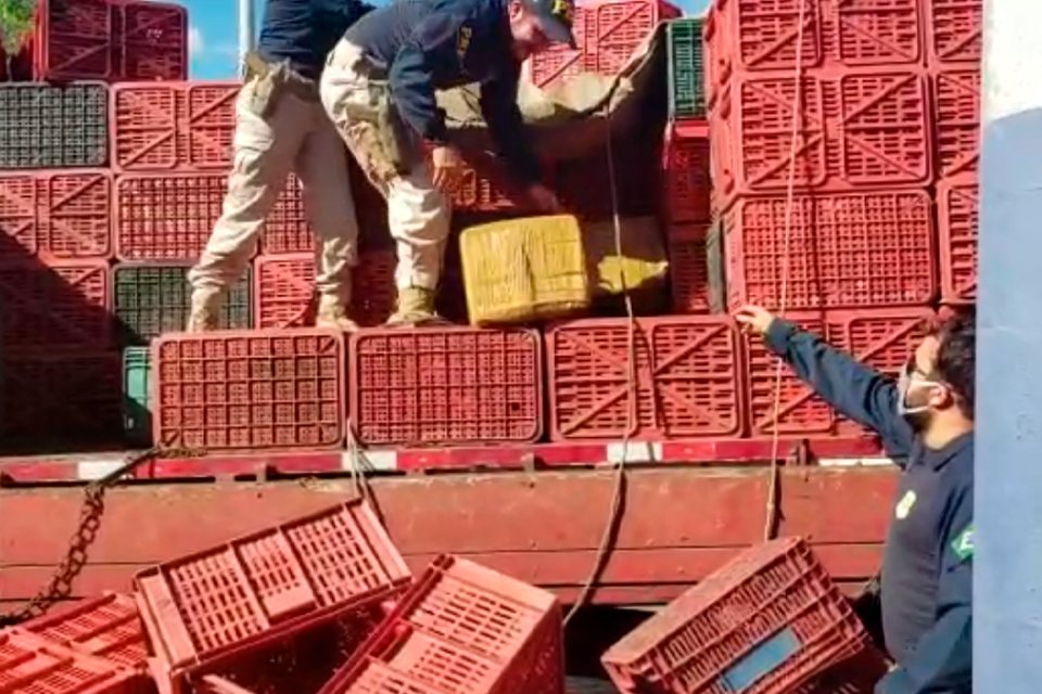 Pai e filho são presos com 100 kg de maconha, em Morrinhos
