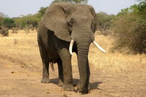 Autoridades investigam mortes misteriosas de 18 elefantes na Índia
