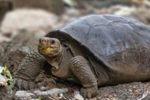 Uma tartaruga que se acreditava estar extinta há 100 anos foi identificada por pesquisadores do Parque Nacional de Galápagos - Tartaruga considerada extinta há 100 anos é encontrada em Galápagos