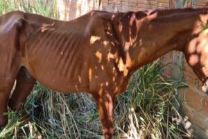 Um homem de 45 anos foi preso suspeito do crime de maus-tratos contra um cavalo que estava em um local inapropriado, desnutrido - Em Santa Rita do Araguaia, homem é presos após cavalo ser encontrado ferido e desnutrido