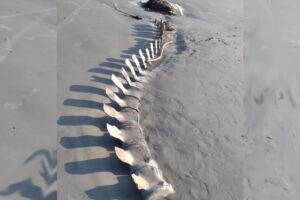 Moradores de litoral do SP encontram ossada gigante, na Praia da Una