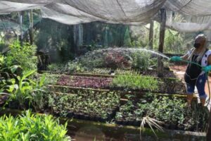 Prefeitura lança delivery de plantas em Goiânia
