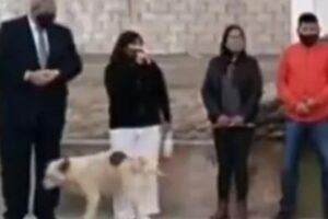 Cão urina em prefeita de cidade argentina durante discurso; veja