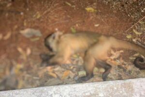 Macaco morto no Parque Areião (Foto: Reprodução/TVAnhanguera)