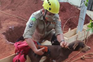 Bombeiros resgatam cadela cega que caiu em buraco, em Rialma