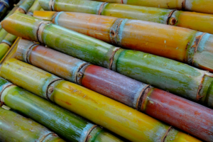 Goiás deve se tornar o segundo maior produtor de cana-de-açúcar do país, diz Conab