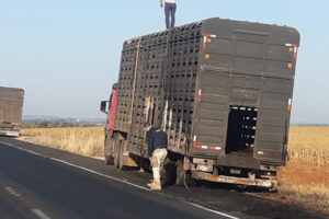 Um caminhão carregado de bovinos pegou fogo durante a manhã desta sexta-feira (18) e cerca de 100 animais se espalharam pela rodovia BR-060