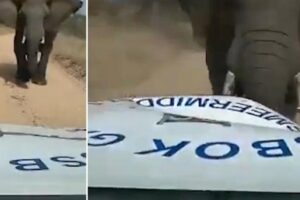 Uma câmera acoplada em uma picape conseguiu registrar o momento em que um elefante esmaga o capô do veículo na África do Sul. (Foto: reprodução)