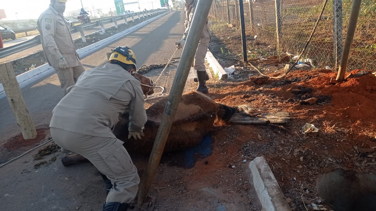 Um cavalo ficou ferido após cair dentro de um fosso da rede de energia que estava aberto às margens da rodovia GO-060, na cidade de Trindade
