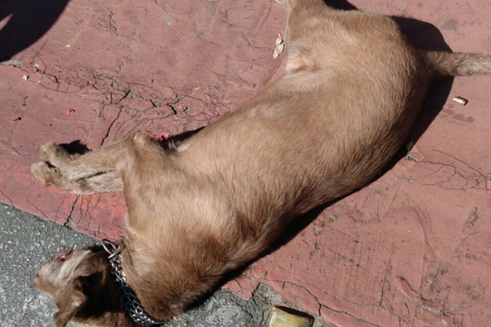 Agente de segurança afirma que ele e a cadela que estava foi atacado pelo animal de "maneira agressiva" e ficou "sem saída"