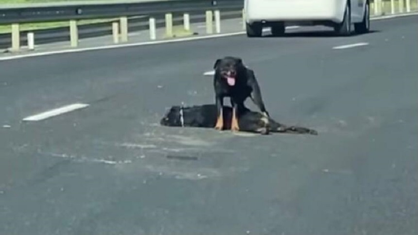 Cadela protege corpo de cachorro atropelado em rodovia no ES; vídeo