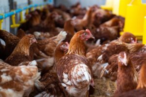 Cidade da Indonésia oferece galinhas para quem se vacinar contra a covid-19 - população