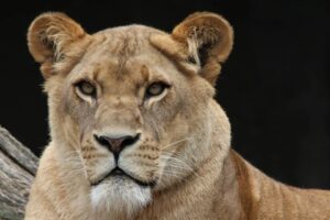 Leoa morre de covid-19 após surto do vírus em zoológico na Índia