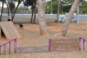 Cão brincando em pet place em Brasília