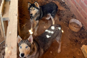 Polícia Civil realiza operação e resgata 16 cães em situação de maus-tratos em Anápolis