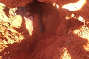 Bombeiros resgatam cachorro e filhotes soterrados em buraco em Caldas Novas