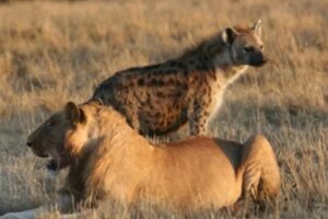 Parasita 'controlador de mentes' faz hienas se arriscarem contra leões