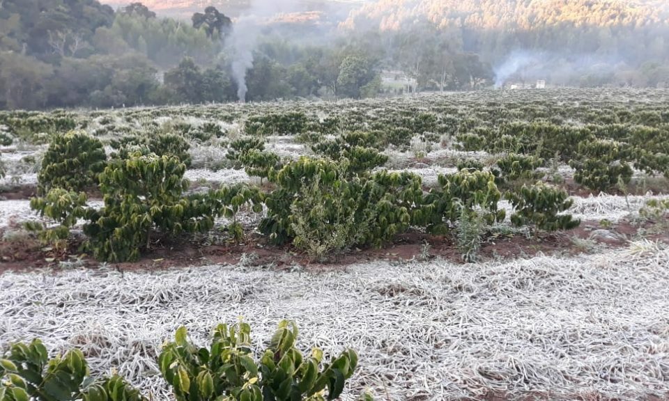 O frio registrado em Goiás nesta semana pode causar aumento de preços de hortaliças, frutas e café nas cidades goianas. (Foto ilustrativa: reprodução/Cidades do Café)
