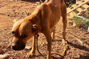 Operação prende suspeito de maus-tratos contra 11 animais, em Goiânia