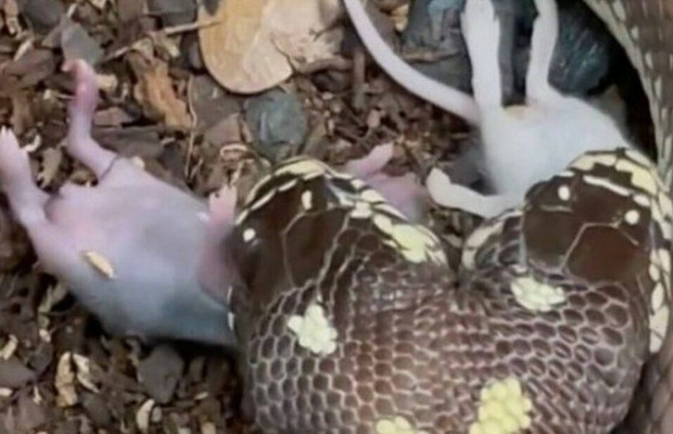 Cobra de duas cabeças engole dois ratos ao mesmo tempo; vídeo