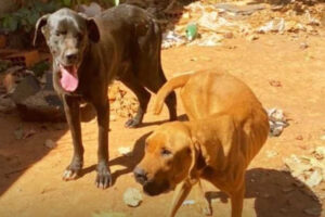 Homem é preso suspeito de abandonar dois cães há mais de 1 ano em Formosa