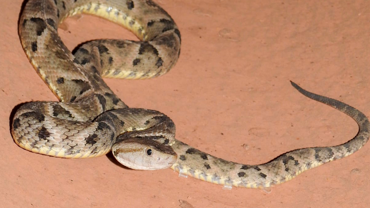 Cobra jararaca é resgatada por policiais militares em parque infantil no  município de Barbalha - Secretaria da Segurança Pública e Defesa Social