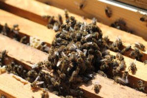 Com o período de seca e incidência de queimadas na Grande Goiânia, a Prefeitura tem recolhido até 8 enxames de abelha por dia. (Foto: divulgação/Prefeitura)