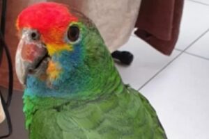 Papagaio é resgatado de árvore após pedir 'socorro', em Vitória