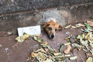 Bombeiros ajudam cachorro com a cabeça presa em muro em Quirinópolis