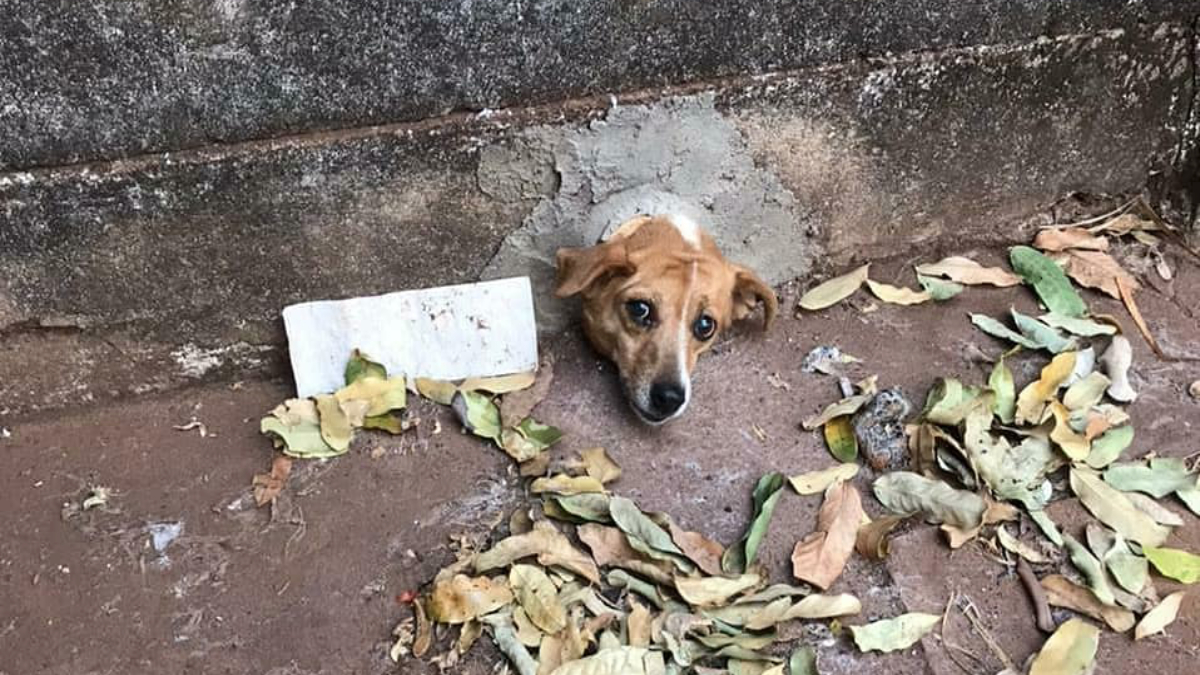 Bombeiros ajudam cachorro com a cabeça presa em muro em Quirinópolis