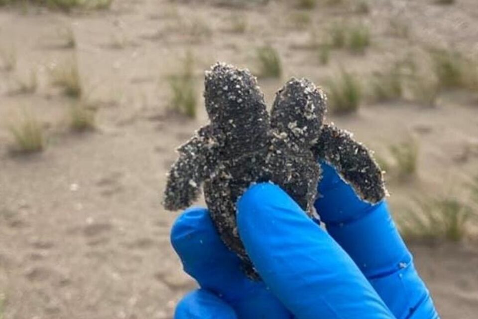 Filhote de tartaruga com duas cabeças é achado nos EUA