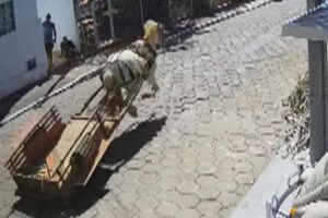 Policiais perseguem cavalo em carroça que corria por ruas de Inhumas; assista