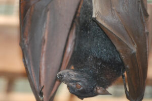 Morcegos-vampiros mordem oito indígenas em aldeia em Tocantins