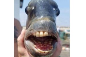 Pescador fisga peixe com 'dentes humanos' e intriga banhistas nos EUA