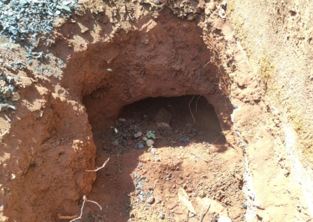 Cadela morre soterrada em Goianira, mas bombeiros conseguem salvar filhotes (Foto: Bombeiros)