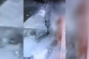 PM atira e mata cadela durante abordagem em casa de Aparecida de Goiânia