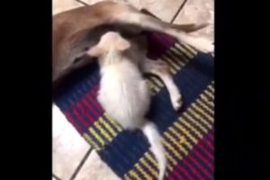 Cadela adota gatinha que foi resgatada por família em Anápolis; vídeo