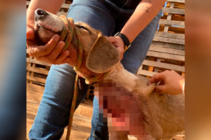 Homem é preso suspeito de esfaquear cadela por ela ter comido dois ovos, em Goiânia