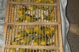 Gaiola com dezenas de aves silvestres. Além dessa, outras 11 gaiolas com 600 pássaros silvestres foram apreendidas
