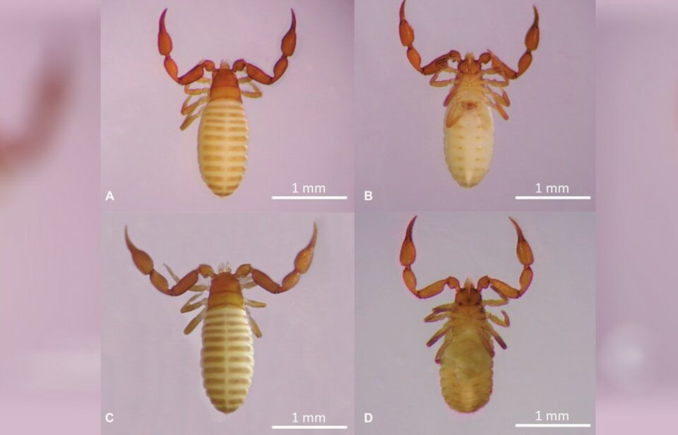Pesquisadores da UEG em Goiás identificam nova espécie de escorpião
