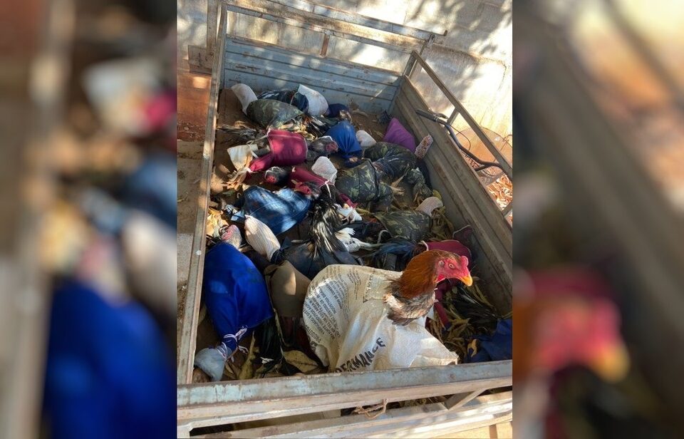 Polícia prende 18 homens suspeitos de participação em rinha de galos, em Itaberaí